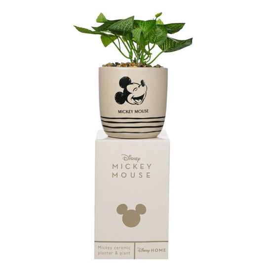 Disney Mickey Mouse Potted Plant with pebble decoration for MIckey Mouse Fans